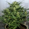 Grapefruit Alpha Dog feminised Ganja Seeds Grapefruit Alpha Dog feminised Ganja Seeds