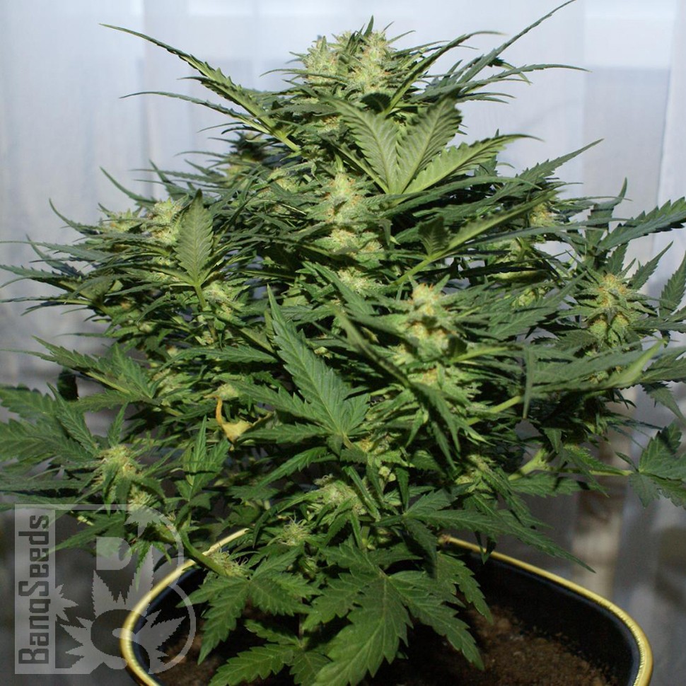 Grapefruit Alpha Dog feminised Ganja Seeds Grapefruit Alpha Dog feminised Ganja Seeds