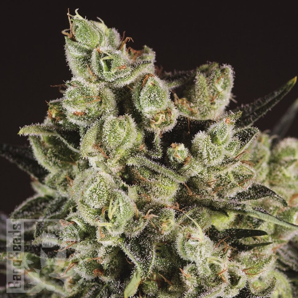 Grapefruit Alpha Dog feminised Ganja Seeds Grapefruit Alpha Dog feminised Ganja Seeds