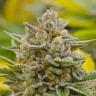 Grapefruit Alpha Dog feminised Ganja Seeds Grapefruit Alpha Dog feminised Ganja Seeds