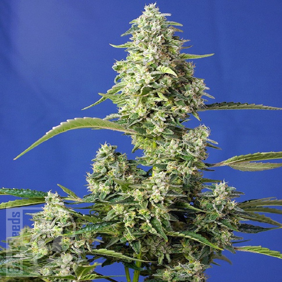 Семена ганжа  Auto Gorilla Girl XL feminised Ganja Seeds