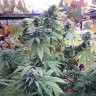 заказать семена конопли курьером Hollands Hope reg заказать семена конопли курьером Hollands Hope reg