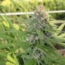 купить семена конопли сорта сатива Hollands Hope reg купить семена конопли сорта сатива Hollands Hope reg