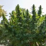 купить семена конопли для курения Hollands Hope reg купить семена конопли для курения Hollands Hope reg