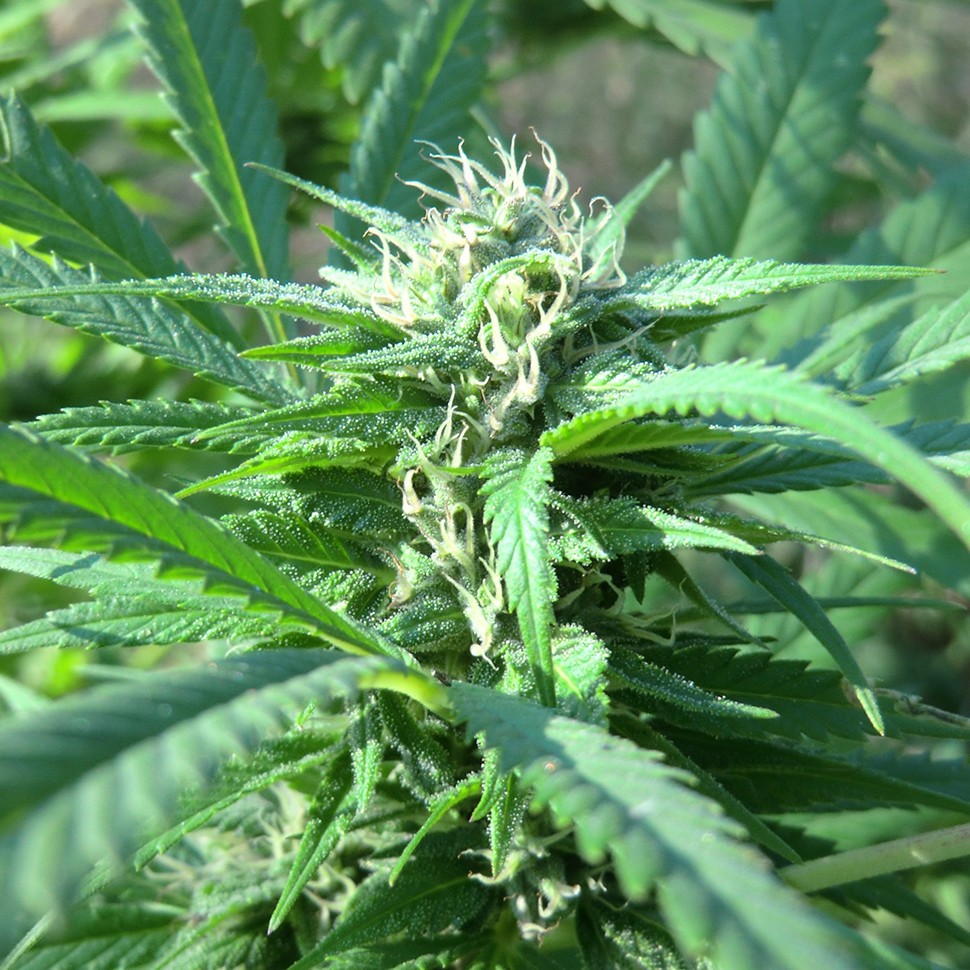 Семена ганжа  Hollands Hope regular Ganja Seeds