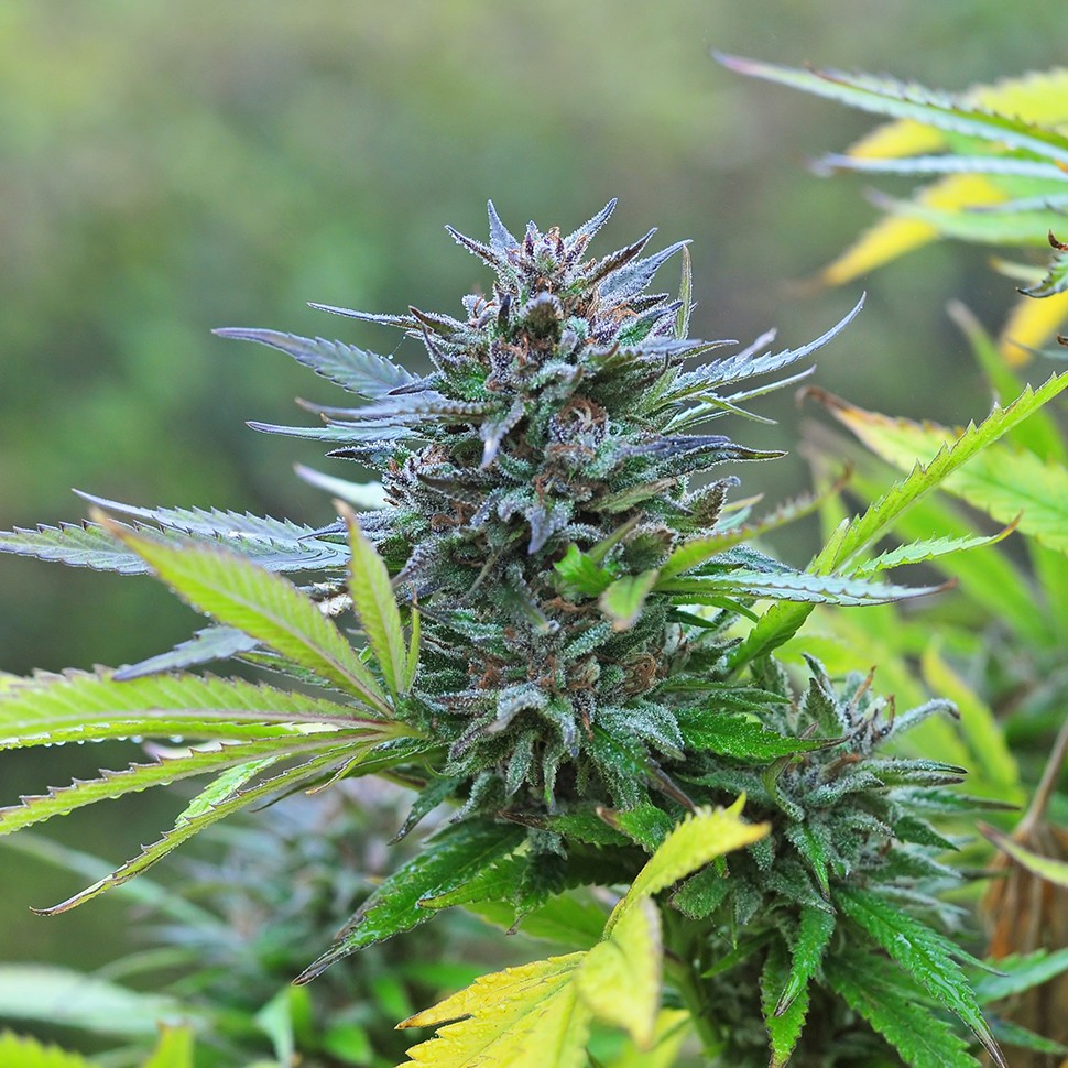 Семена ганжа  Super Hash feminised Ganja Seeds