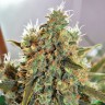 купить семена конопли с доставкой CBD Critical Mass feminised купить семена конопли с доставкой CBD Critical Mass feminised
