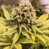 Семена каннабиса  Critical Mass CBD feminised Ganja Seeds Семена каннабиса  Critical Mass CBD feminised Ganja Seeds