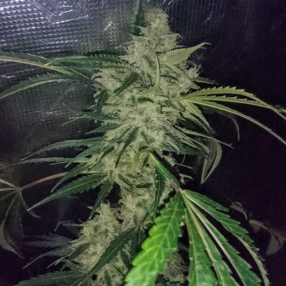 Семена марихуаны  Auto Emba feminised Bang Seeds