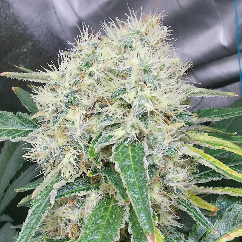 Семена  Talas feminised Bang Seeds