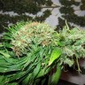 купить семена сортовой конопли Talas feminised купить семена сортовой конопли Talas feminised