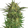 Семена  Talas feminised Bang Seeds Семена  Talas feminised Bang Seeds