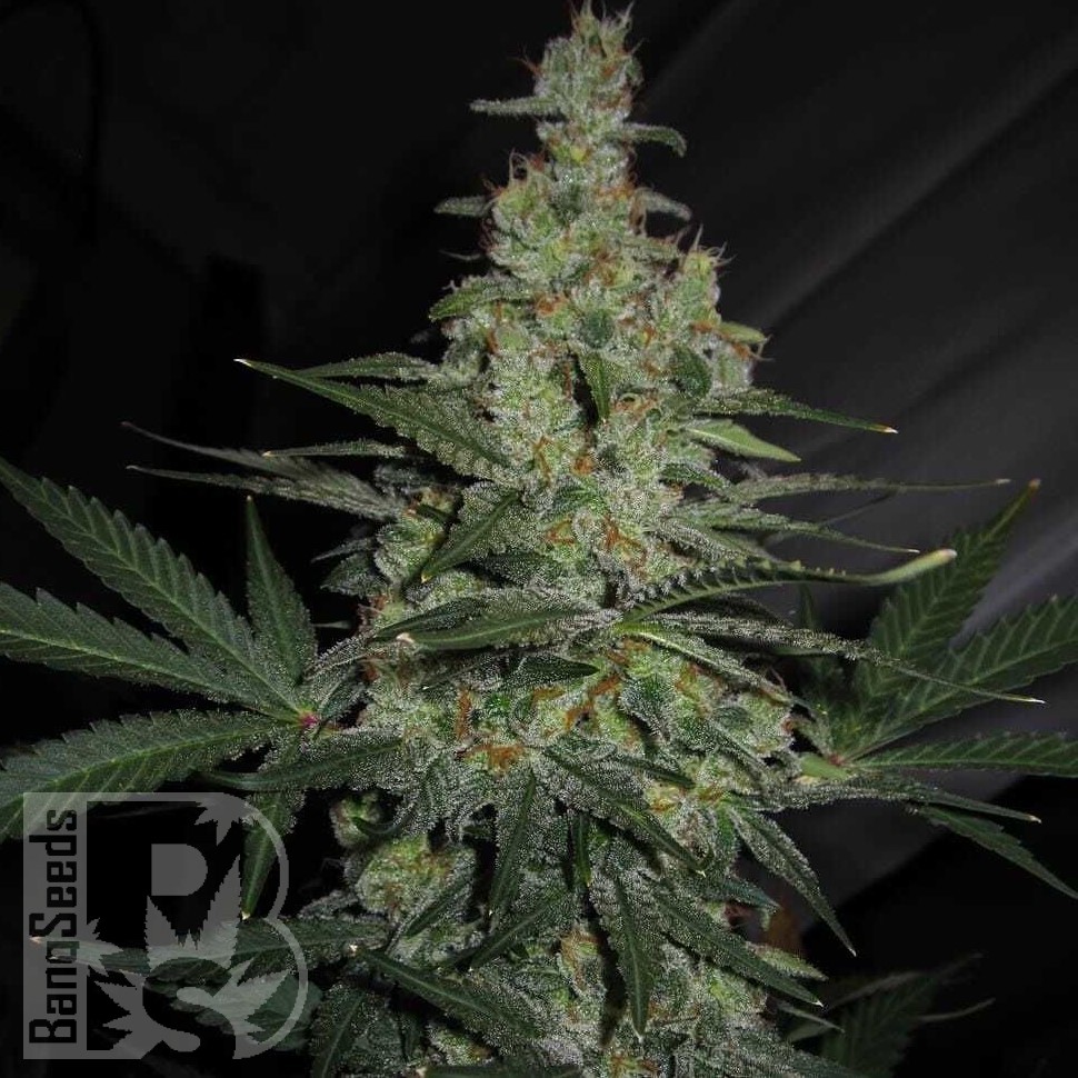 Семена  Talas feminised Bang Seeds Семена  Talas feminised Bang Seeds