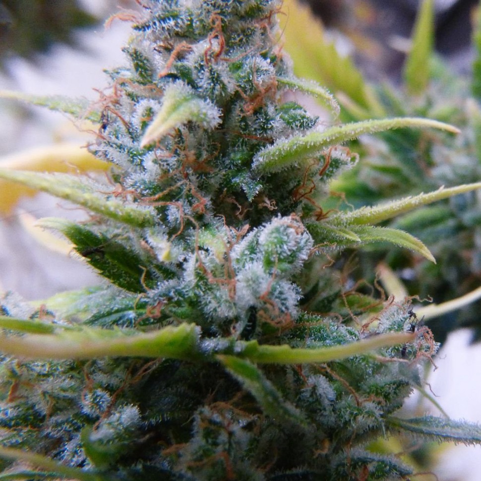 Семена  Auto Mix feminised Ganja Seeds