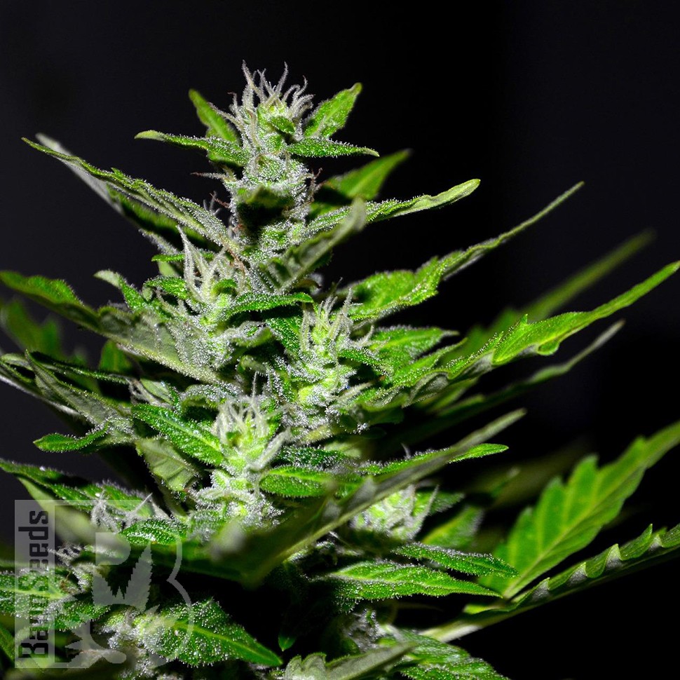 Семена  Auto Maria feminised Ganja Seeds