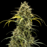 Семена  Auto Maria feminised Ganja Seeds Семена  Auto Maria feminised Ganja Seeds