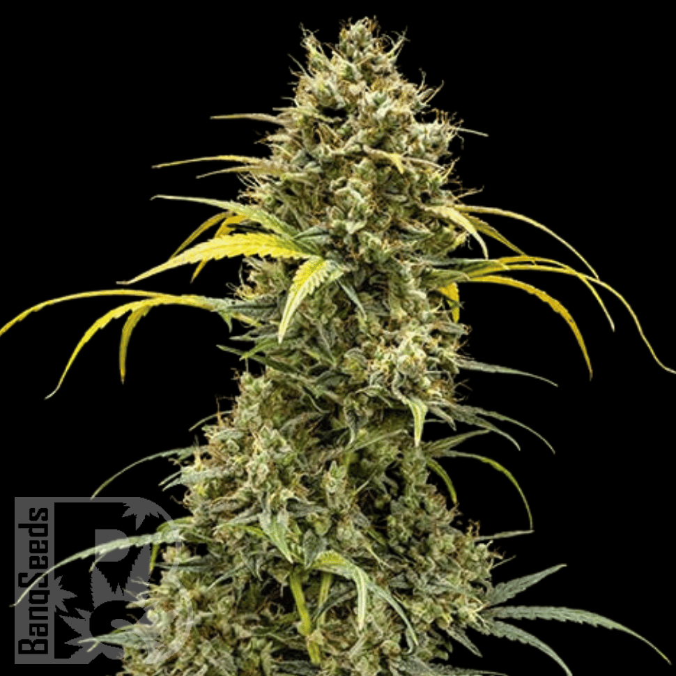 Семена  Auto Maria feminised Ganja Seeds Семена  Auto Maria feminised Ganja Seeds