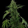 Семена  Auto Maria feminised Ganja Seeds Семена  Auto Maria feminised Ganja Seeds