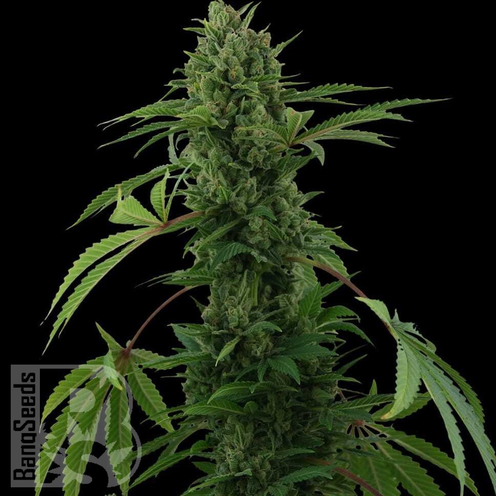 Семена  Auto Maria feminised Ganja Seeds Семена  Auto Maria feminised Ganja Seeds