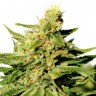 Grapefruit Diesel feminised Ganja Seeds Grapefruit Diesel feminised Ganja Seeds