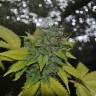 Grapefruit Diesel feminised Ganja Seeds Grapefruit Diesel feminised Ganja Seeds