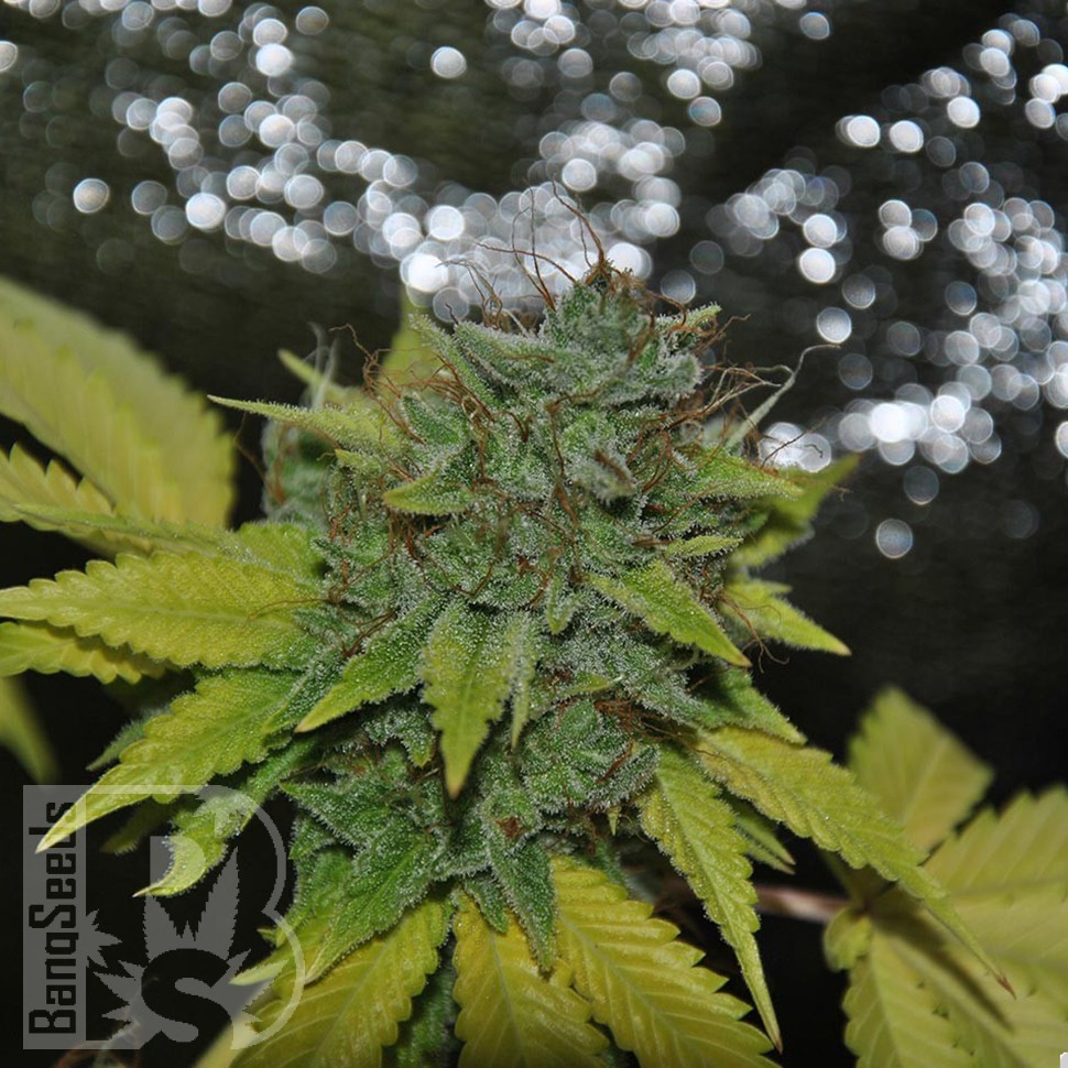 Grapefruit Diesel feminised Ganja Seeds Grapefruit Diesel feminised Ganja Seeds