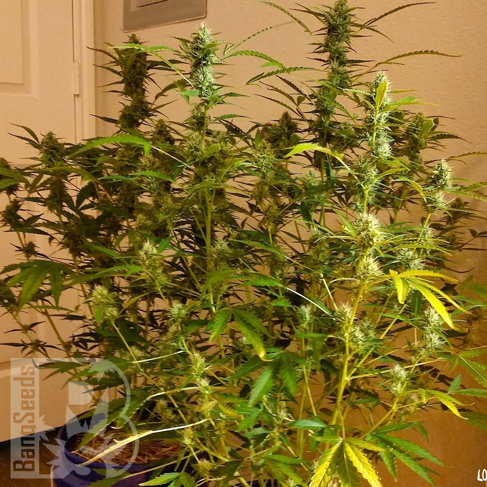 Grapefruit Diesel feminised Ganja Seeds Grapefruit Diesel feminised Ganja Seeds