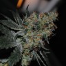 Grapefruit Diesel feminised Ganja Seeds Grapefruit Diesel feminised Ganja Seeds