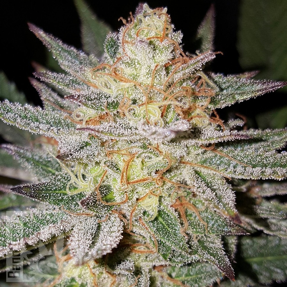 Grapefruit Diesel feminised Ganja Seeds Grapefruit Diesel feminised Ganja Seeds