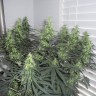Grapefruit Diesel feminised Ganja Seeds Grapefruit Diesel feminised Ganja Seeds