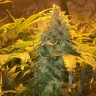 Grapefruit Diesel feminised Ganja Seeds Grapefruit Diesel feminised Ganja Seeds