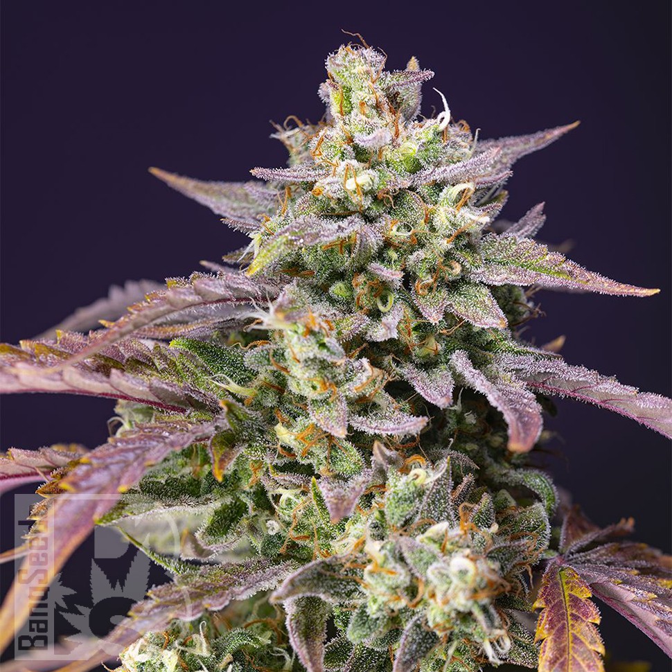 лучшие семена конопли Auto Purple Punch OG XL feminised Ganja Seeds лучшие семена конопли Auto Purple Punch OG XL feminised Ganja Seeds