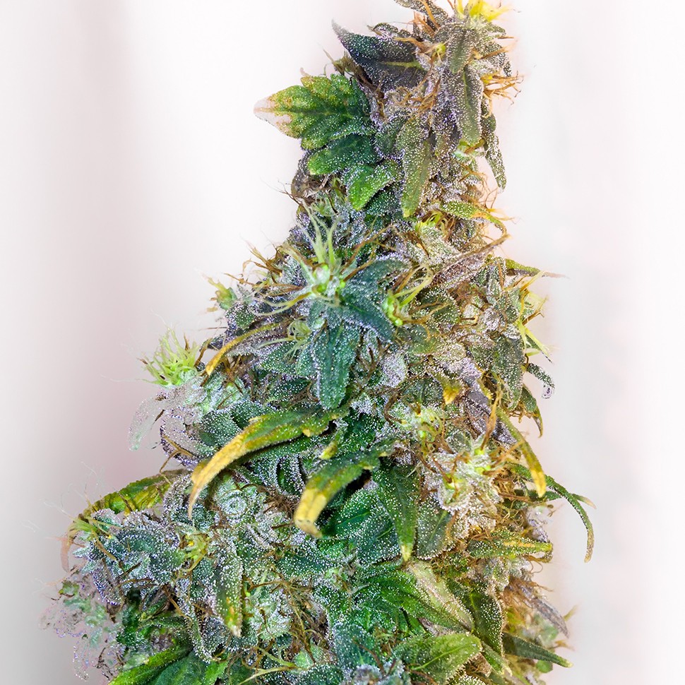 Семена каннабиса  Mazar feminised Ganja Seeds