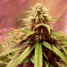 Auto Power Plant feminised Ganja Seeds
