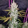 купить семена конопли феминизированные Russian Snow feminised купить семена конопли феминизированные Russian Snow feminised