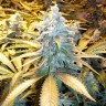 купить семена конопли элитных сортов Russian Snow feminised купить семена конопли элитных сортов Russian Snow feminised