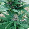 купить семена конопли медицинской CBD Himalaya Gold feminised купить семена конопли медицинской CBD Himalaya Gold feminised