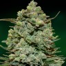 Семена  Auto Fast Bud #2 feminised Ganja Seeds Семена  Auto Fast Bud #2 feminised Ganja Seeds