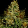 Семена  Auto Fast Bud #2 feminised Ganja Seeds Семена  Auto Fast Bud #2 feminised Ganja Seeds