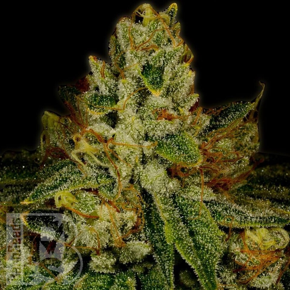 Семена  Auto Fast Bud #2 feminised Ganja Seeds Семена  Auto Fast Bud #2 feminised Ganja Seeds