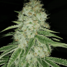 Семена каннабиса  Marmalate feminised Ganja Seeds Семена каннабиса  Marmalate feminised Ganja Seeds