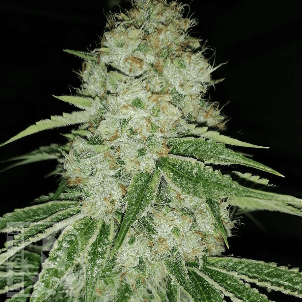 Семена каннабиса  Marmalate feminised Ganja Seeds Семена каннабиса  Marmalate feminised Ganja Seeds