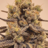 Семена каннабиса  Marmalate feminised Ganja Seeds Семена каннабиса  Marmalate feminised Ganja Seeds