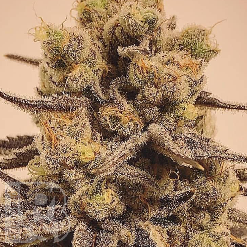 Семена каннабиса  Marmalate feminised Ganja Seeds Семена каннабиса  Marmalate feminised Ganja Seeds