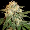 Семена каннабиса  Marmalate feminised Ganja Seeds Семена каннабиса  Marmalate feminised Ganja Seeds