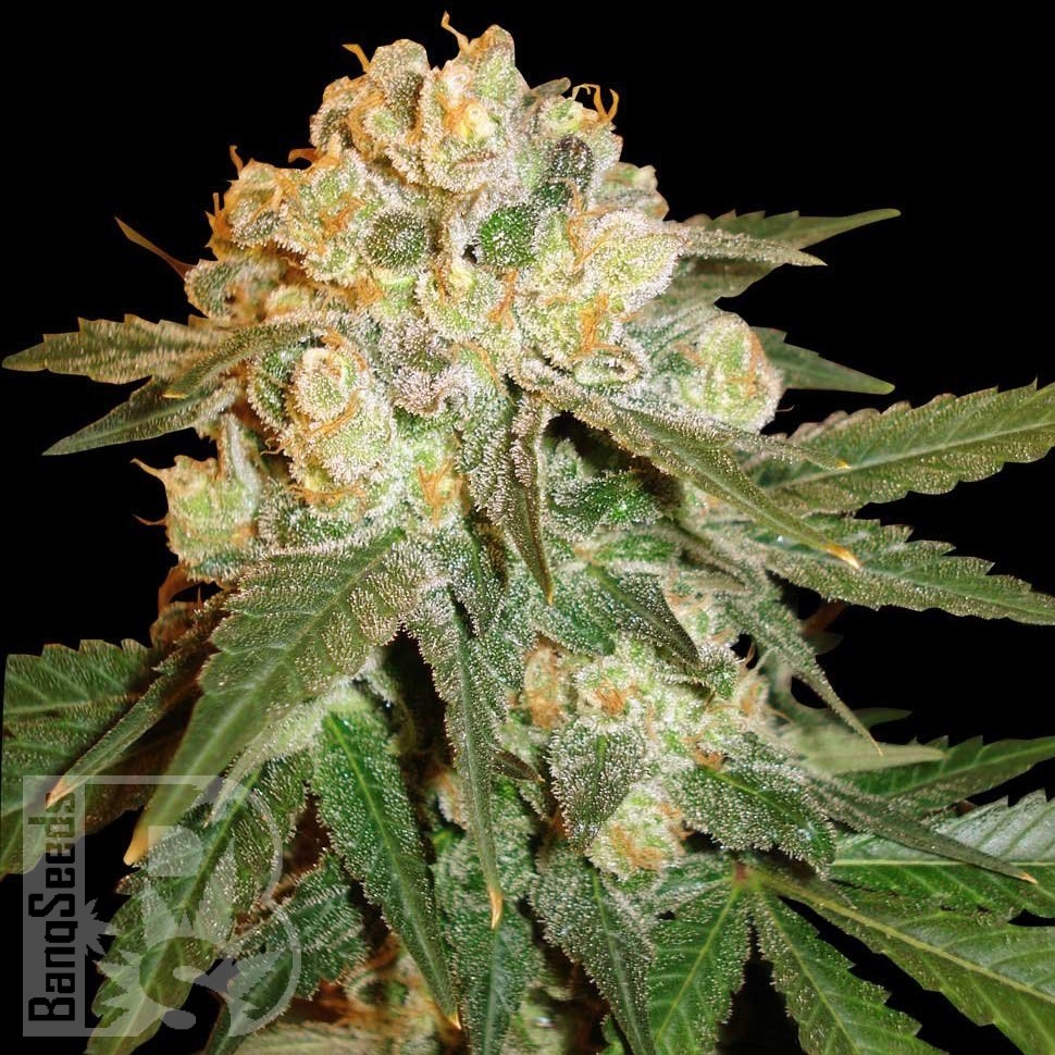 Семена каннабиса  Marmalate feminised Ganja Seeds Семена каннабиса  Marmalate feminised Ganja Seeds
