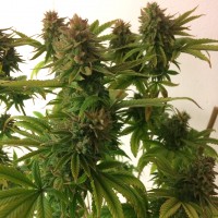 Auto Mass feminised Ganja Seeds
