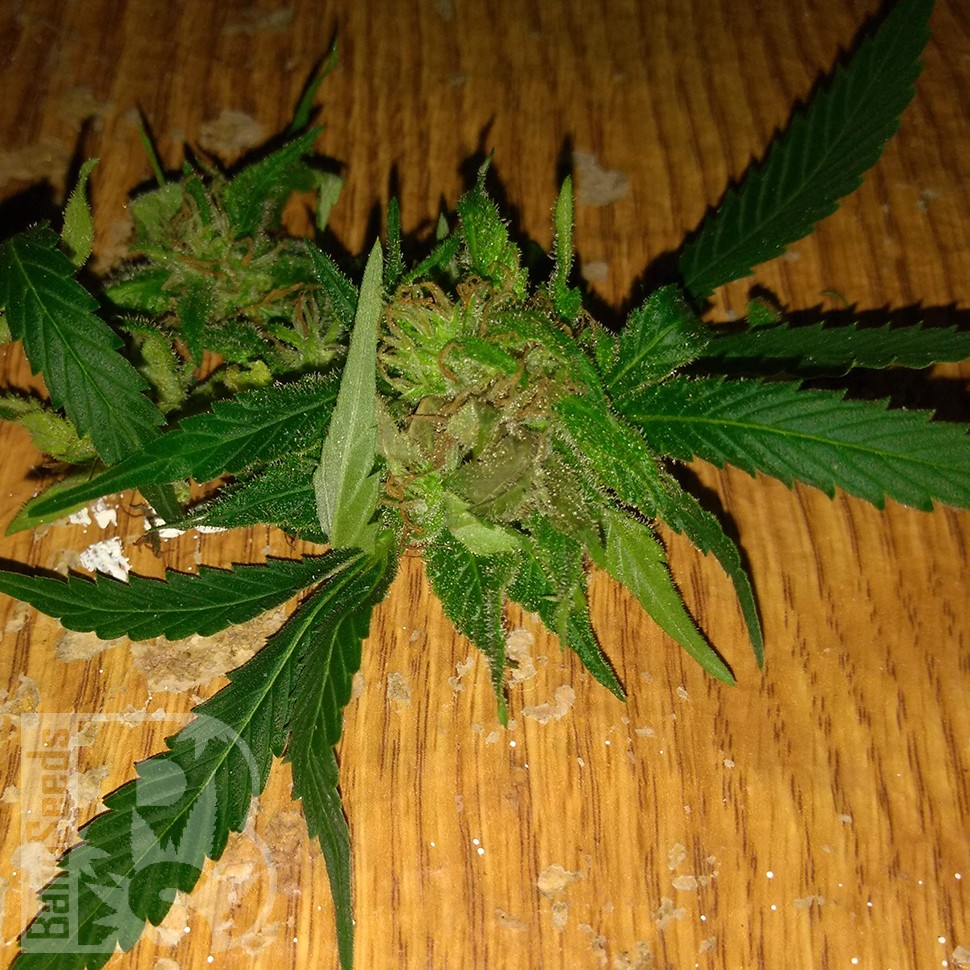 Grapefruit Haze feminised Ganja Seeds Grapefruit Haze feminised Ganja Seeds