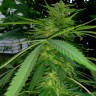 Grapefruit Haze feminised Ganja Seeds Grapefruit Haze feminised Ganja Seeds