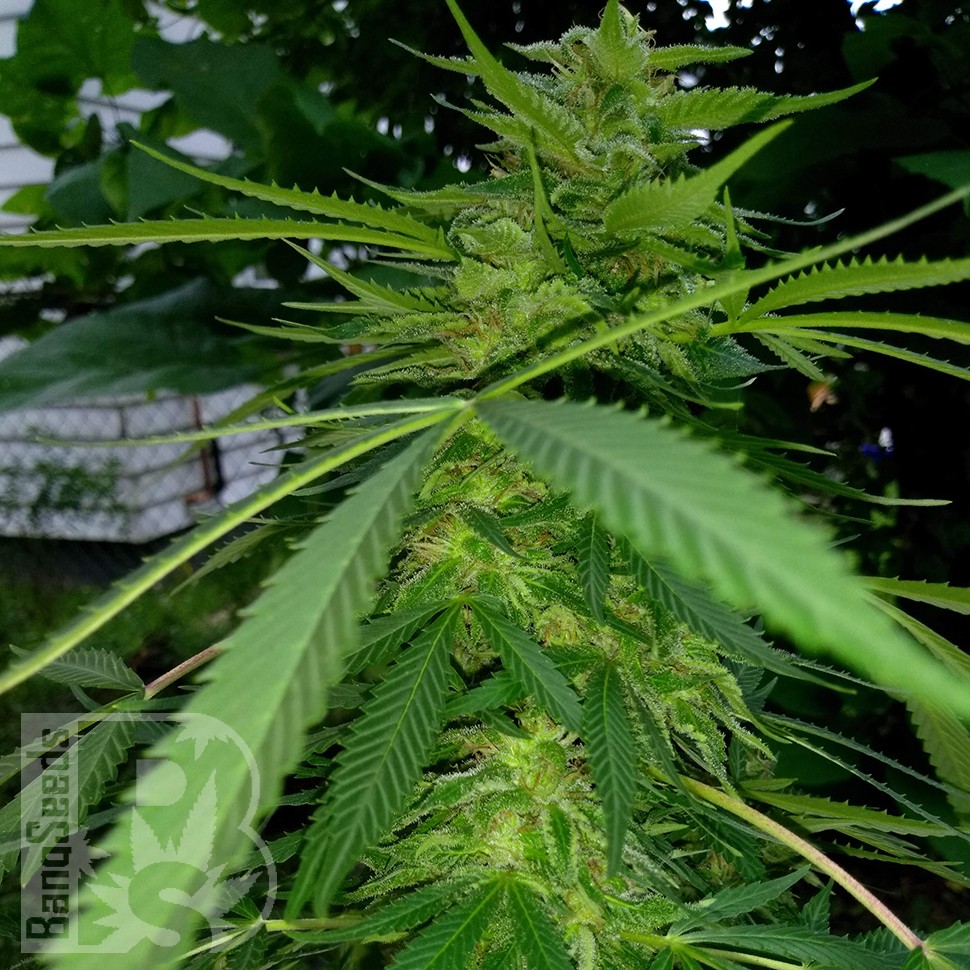 Grapefruit Haze feminised Ganja Seeds Grapefruit Haze feminised Ganja Seeds